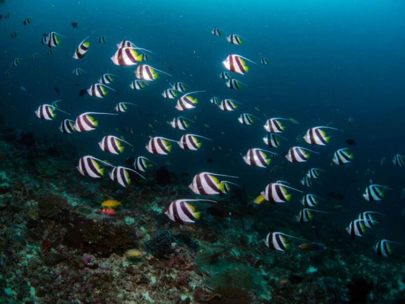 Scuba Diving in Boracay: SSI Advanced OW Certification - Inclusions and Amenities