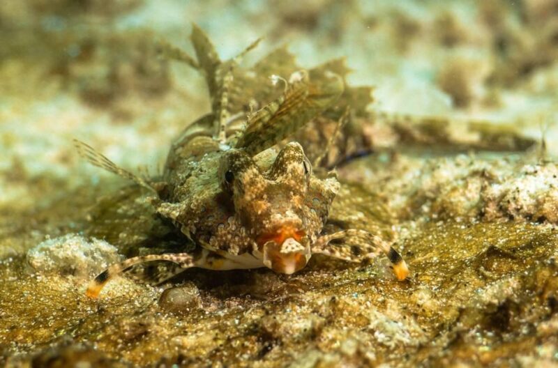Scuba Diving in Boracay: SSI Basic Diver for Beginners - Diving Experience