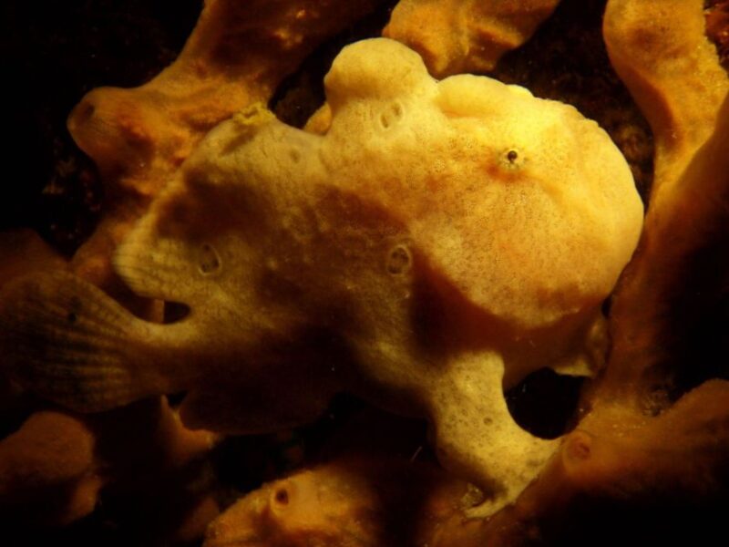 Scuba Diving in Boracay: SSI Basic Diver for Beginners - Participant Eligibility
