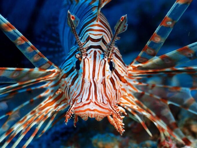 Scuba Diving in Boracay: SSI Basic Diver for Beginners - Payment and Cancellation