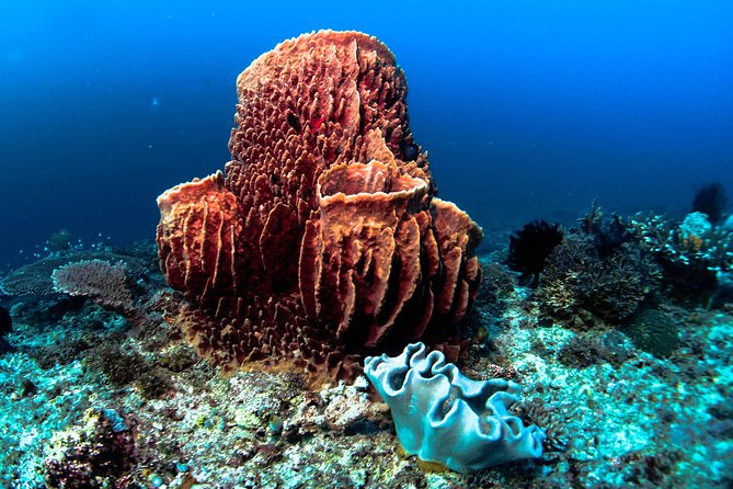 Scuba Diving in Boracay: SSI Basic Diver for Beginners - Overview of the Experience