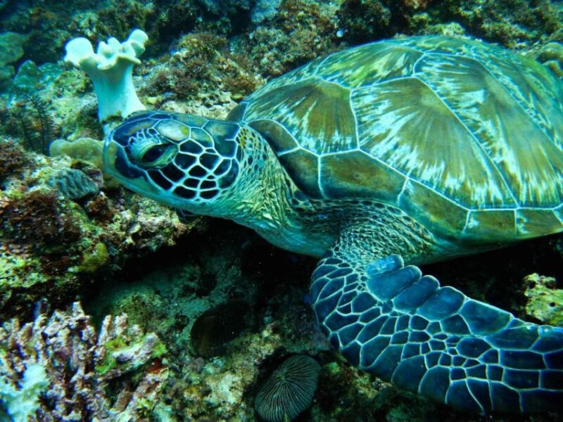 Scuba Diving in Boracay: SSI Open Water Certification - Learning Materials