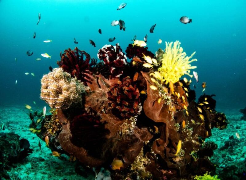 Scuba Diving in Boracay: SSI Open Water Certification - Scuba Gear Familiarization