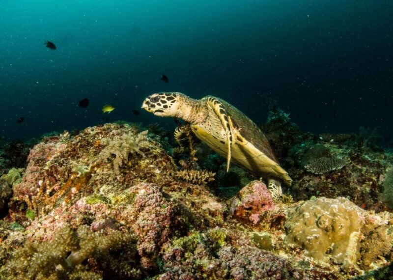 Scuba Diving in Boracay: SSI Open Water Certification - Important Considerations