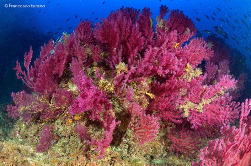 Scuba Diving in Capo Milazzo - Key Points