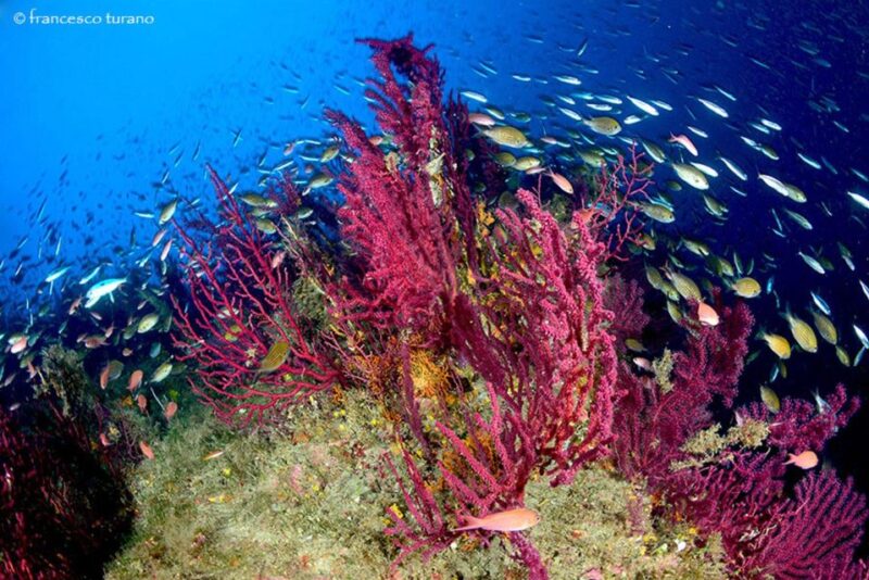 Scuba Diving in Capo Milazzo - Experience Highlights