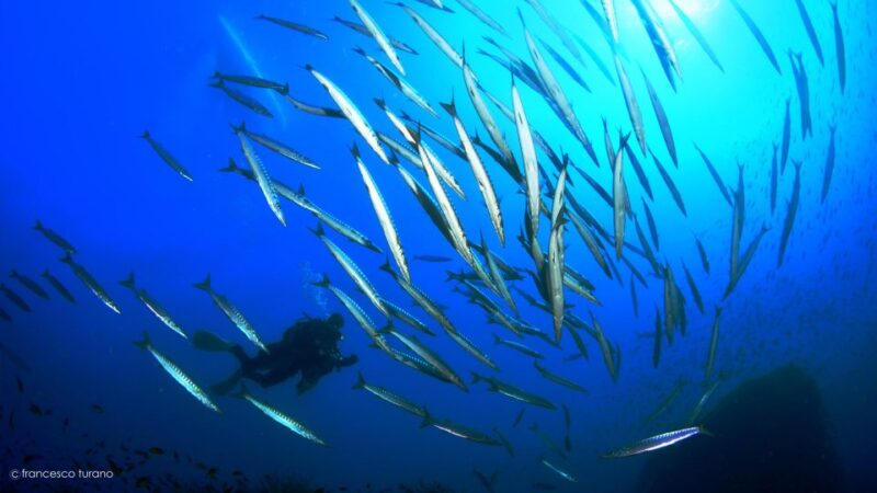 Scuba Diving in Capo Milazzo - Important Information