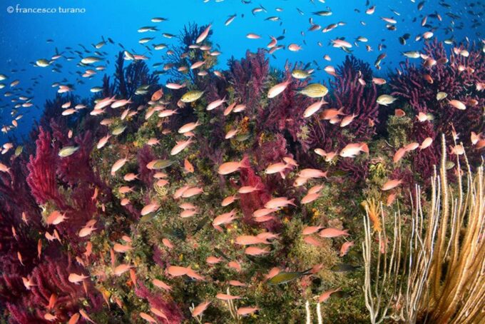 Scuba Diving in Capo Milazzo - Protected Area Exploration