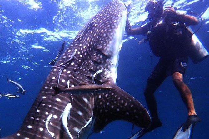 Scuba Diving in Fujairah - Key Points