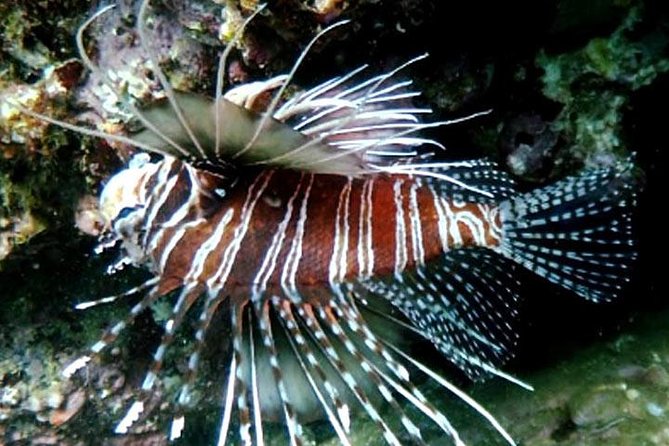 Scuba Diving in Fujairah - Scuba Diving Options