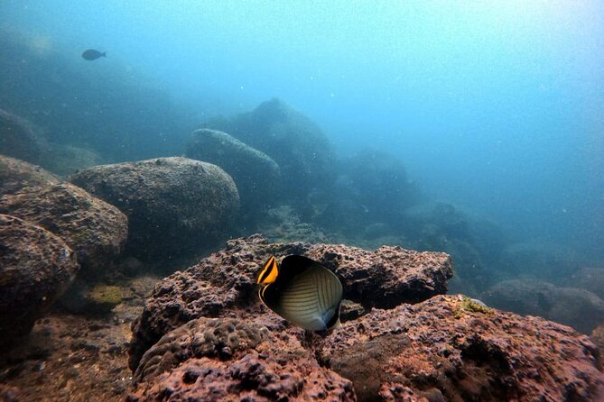 Scuba Diving in Kalpitiya - Inclusions and Experience