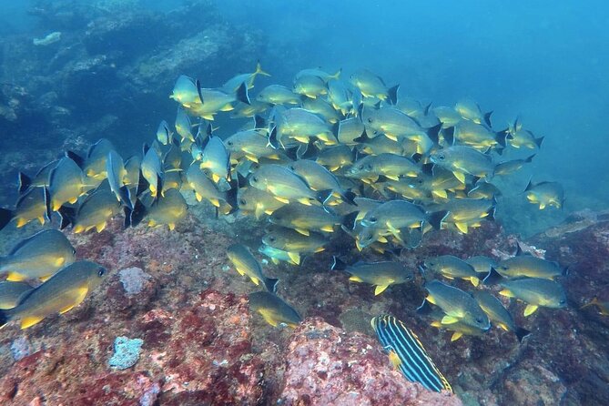 Scuba Diving in Kalpitiya - Underwater Exploration
