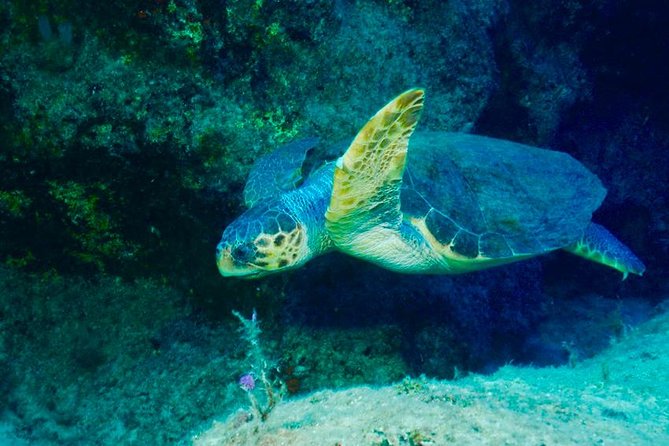 Scuba Diving in Kas for Certified Divers Incl. All Equipments - Frequently Asked Questions