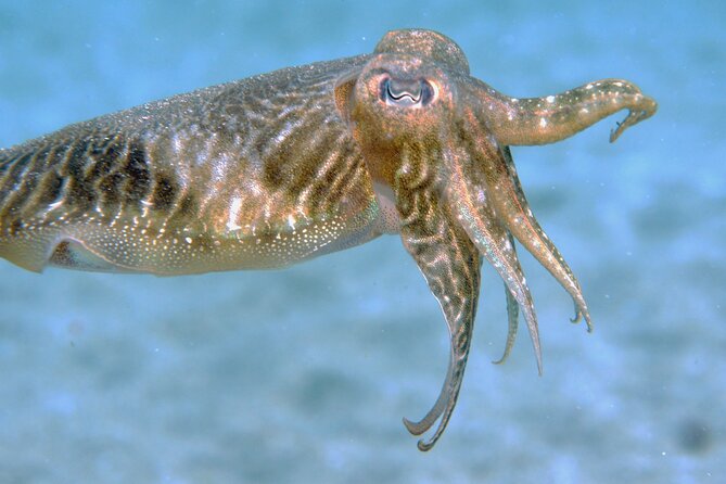 Scuba Diving in Lanzarote (For Certified Divers Only) - Small-Group Activity for Exclusivity
