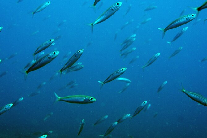 Scuba Diving in Lanzarote (For Certified Divers Only) - Certification and Medical Requirements