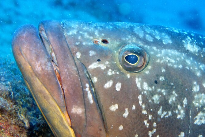 Scuba Diving in Lanzarote (For Certified Divers Only) - Cancellation Policy and Weather Considerations