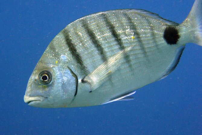 Scuba Diving in Lanzarote (For Certified Divers Only) - Rental Equipment and Dive Insurance