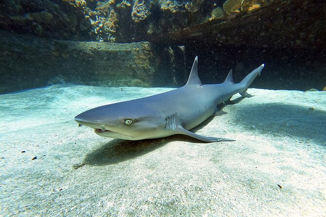 Scuba Diving in Maui With No Experience Needed - Health and Safety Requirements