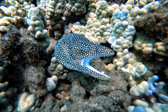 Scuba Diving in Maui With No Experience Needed - Instructor and Customer Experiences