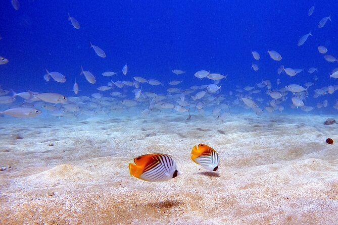 Scuba Diving in Maui With No Experience Needed - Additional Services and Future Opportunities
