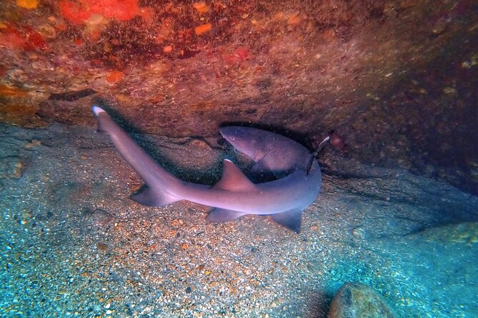 Scuba Diving in Maui With No Experience Needed - What to Expect During the Dive