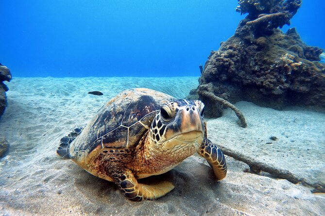 Scuba Diving in Maui With No Experience Needed - Tips for a Memorable Maui Scuba Experience