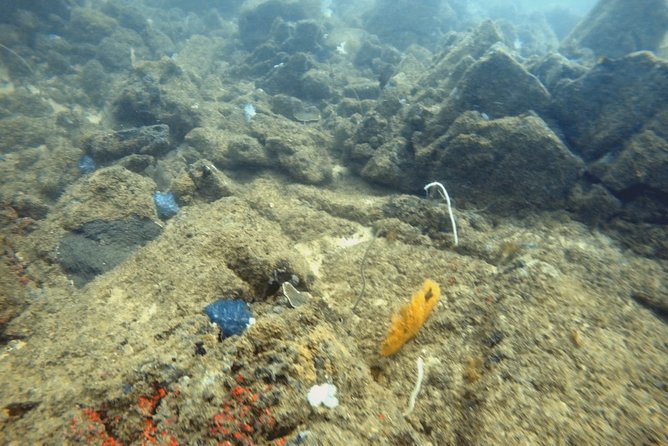 Scuba Diving in Mirissa - Marine Life and Dive Sites