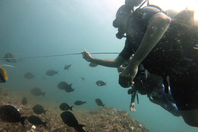 Scuba Diving in Mirissa - Scuba Equipment Provided