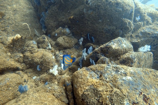 Scuba Diving in Mirissa - Daily Operating Schedule