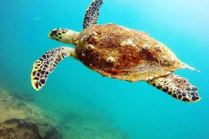 Scuba Diving in Mirissa - Participation Requirements