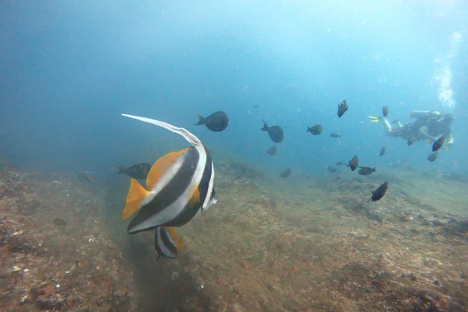 Scuba Diving in Mirissa - Booking and Cancellation
