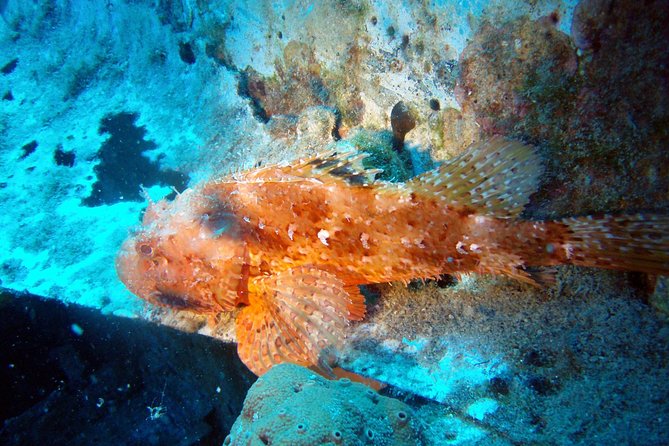 Scuba Diving in Naxos by Bluefindivers - Dive in Greece - Amazing Diving Spots - Cancellation and Refund Policy