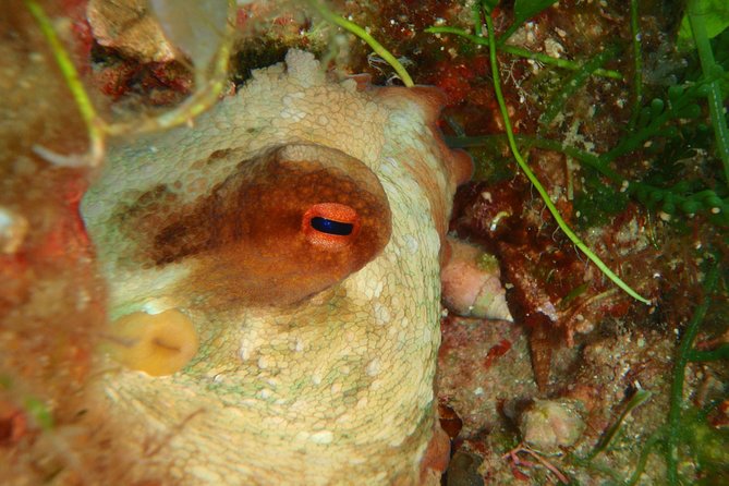 Scuba Diving in Naxos by Bluefindivers - Dive in Greece - Amazing Diving Spots - Health and Medical Requirements
