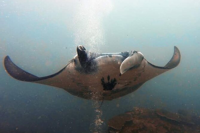 Scuba Diving in Nusa Penida Island and Manta Point - Included Meals and Amenities
