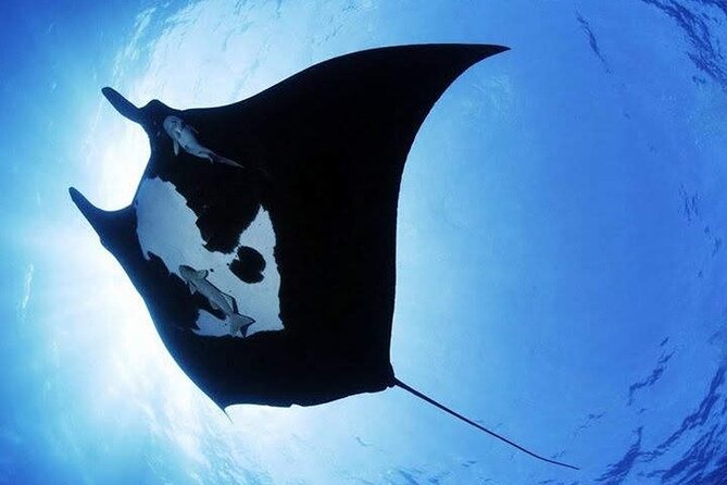 Scuba Diving in Nusa Penida Island and Manta Point - Potential Wildlife Sightings