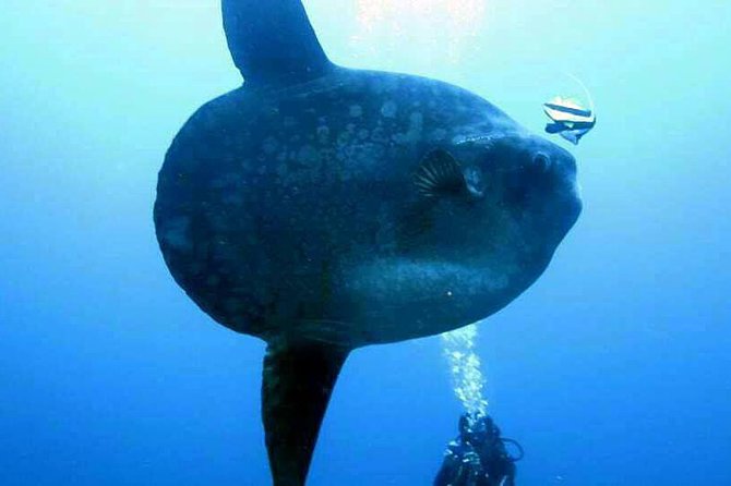 Scuba Diving in Nusa Penida - Manta Point - Group Size Limit