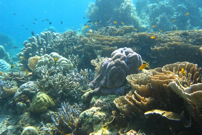 Scuba Diving in PADANG BAY BALI - Good To Know