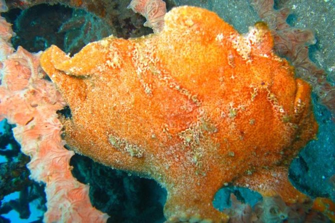 Scuba Diving in PADANG BAY BALI - Dive Site Highlights