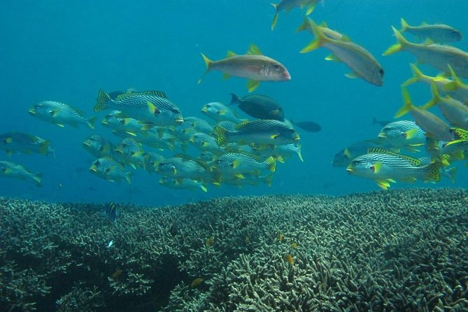Scuba Diving in PADANG BAY BALI - Padang Bay Dive Operators
