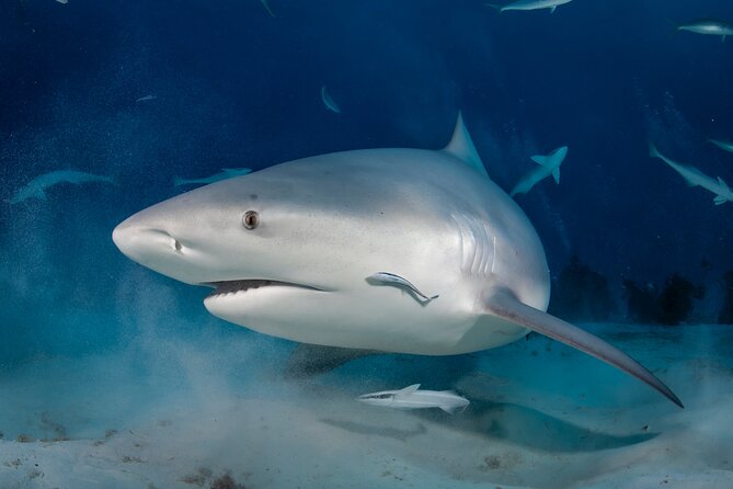 Scuba Diving in Playa Del Carmen for Small Groups - Benefits of Small Group Tours