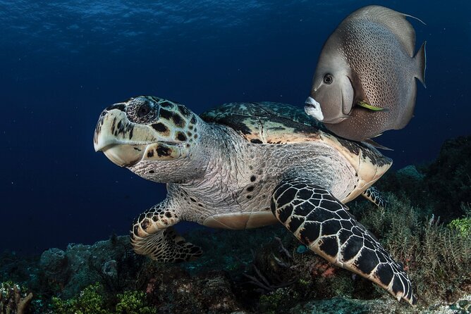 Scuba Diving in Playa Del Carmen for Small Groups - Frequently Asked Questions