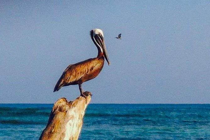 Scuba Diving in Rosario Islands - Key Points