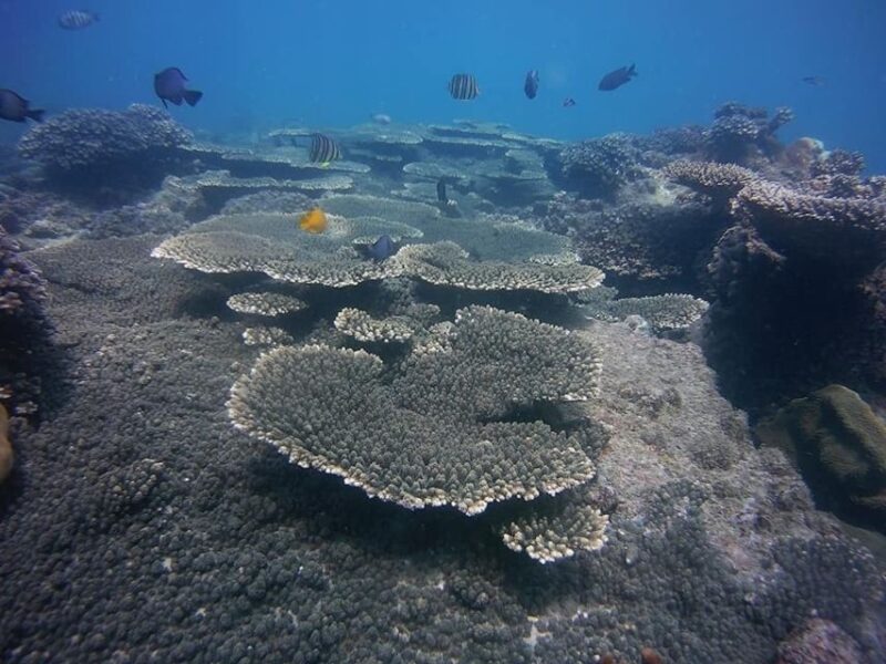 Scuba Diving - In The North of Phu Quoc - Marine Life Encounters