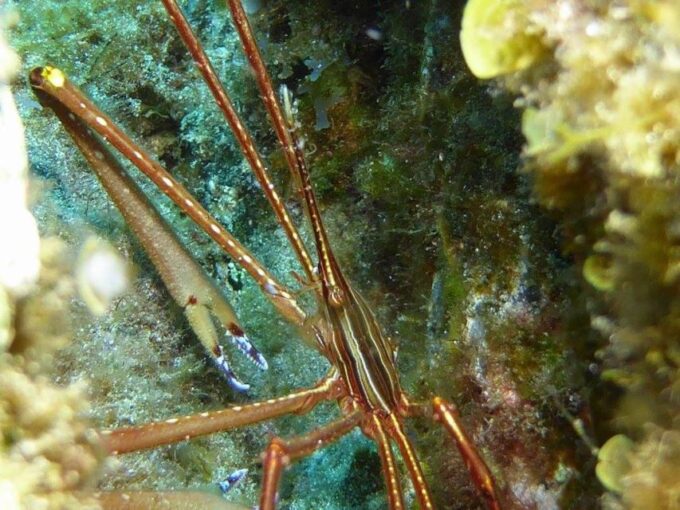 Scuba Diving - In The North of Phu Quoc - Frequently Asked Questions
