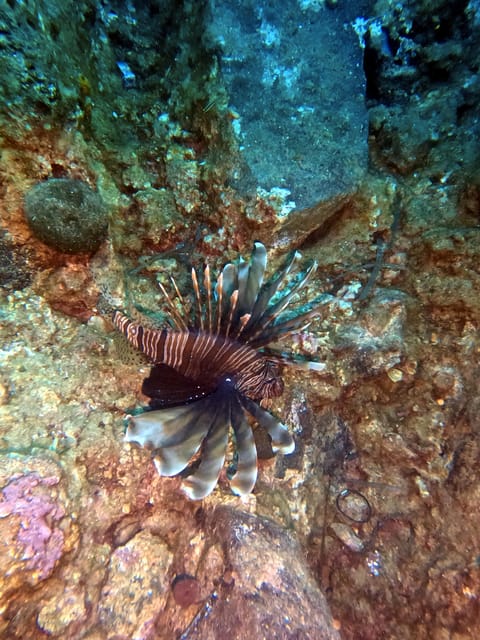 Scuba Diving in the Volcanic Caldera/shorelines of Santorini - Supervision and Autonomy