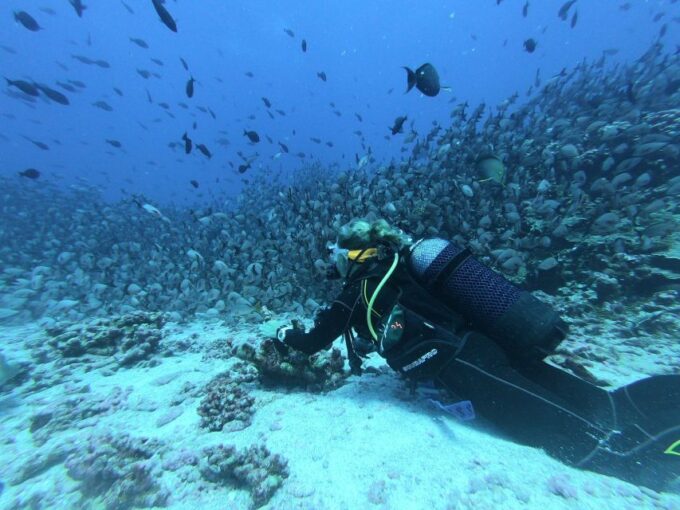 Scuba Diving in Trincomalee - Recap