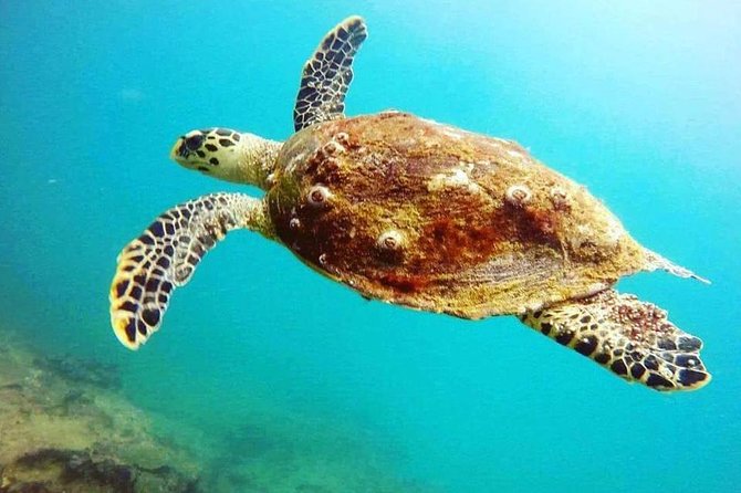 Scuba Diving in Unawatuna - Diving Experiences