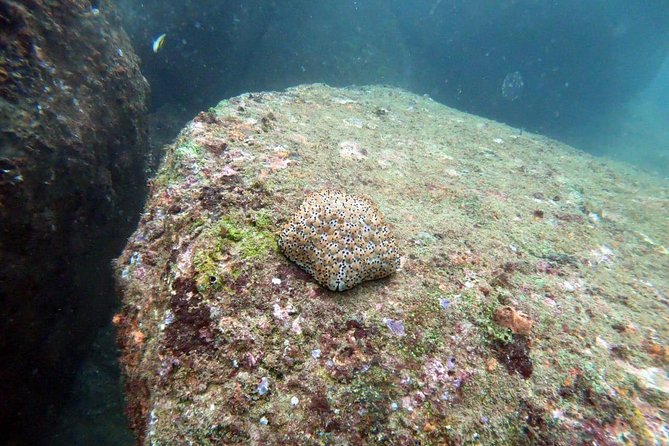 Scuba Diving in Unawatuna - Booking and Cancellation