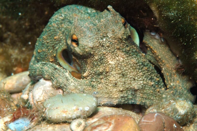 Scuba Diving Kolymbia Rhodes Greece - Experience Details