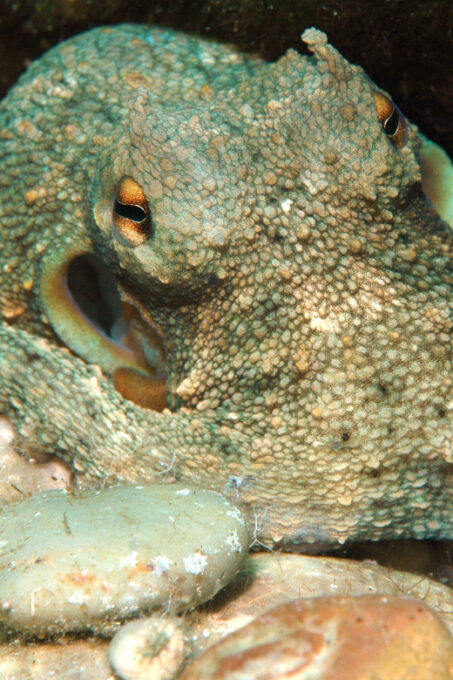 Scuba Diving Kolymbia Rhodes Greece - Reservation and Cancellation
